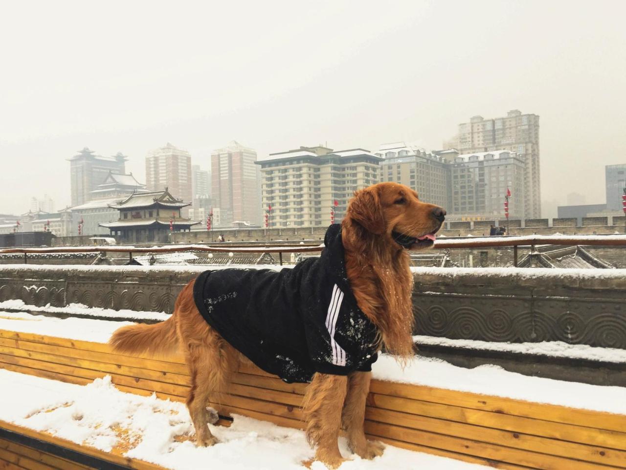 Jano'S Backpackers Xi'An Vandrarhem Xi'an  Exteriör bild